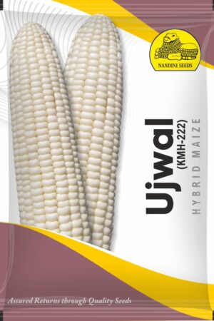WHITE MAIZE UJWAL