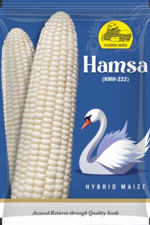 WHITE MAIZE  HAMSA