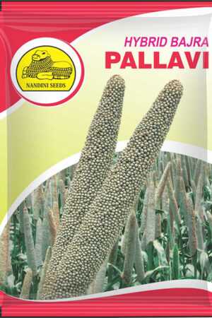 BAJRA HYBRID MVS -1384 (PALLAVI)
